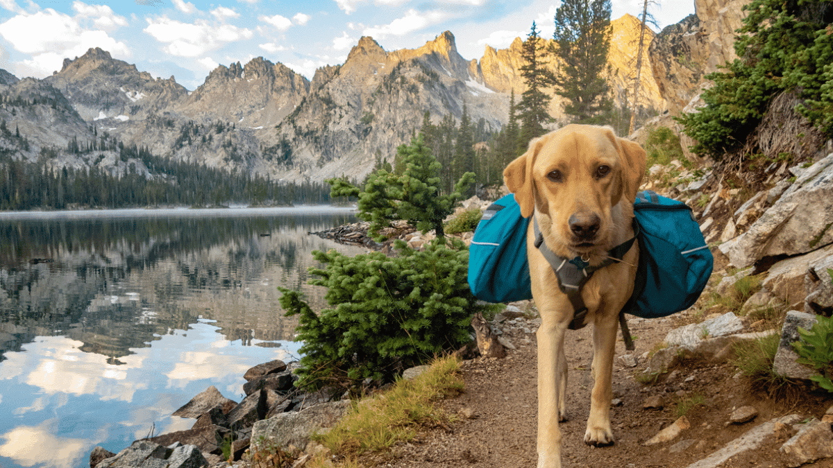 Dog hiking through Sawtooth mountain wilderness in Idaho