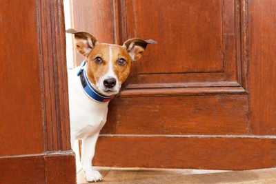 How to Find Travel Nurse Housing With Your Pet